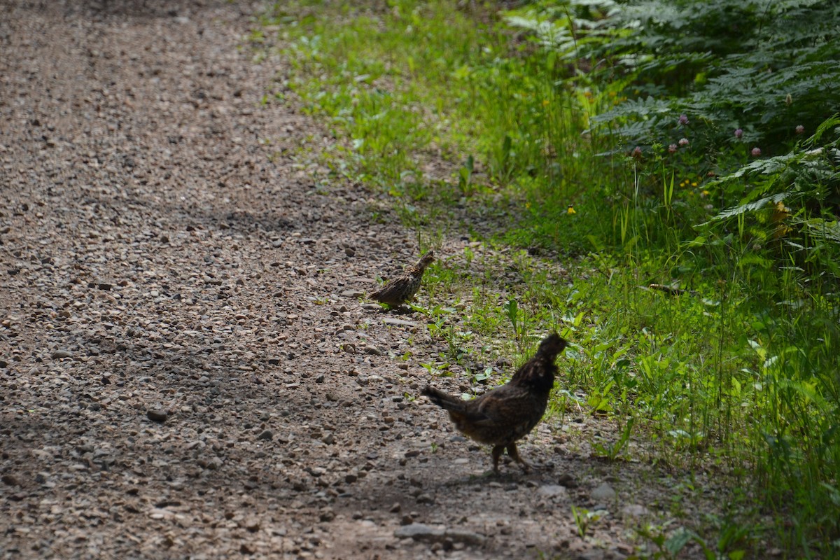 Ruffed Grouse - ML647764660