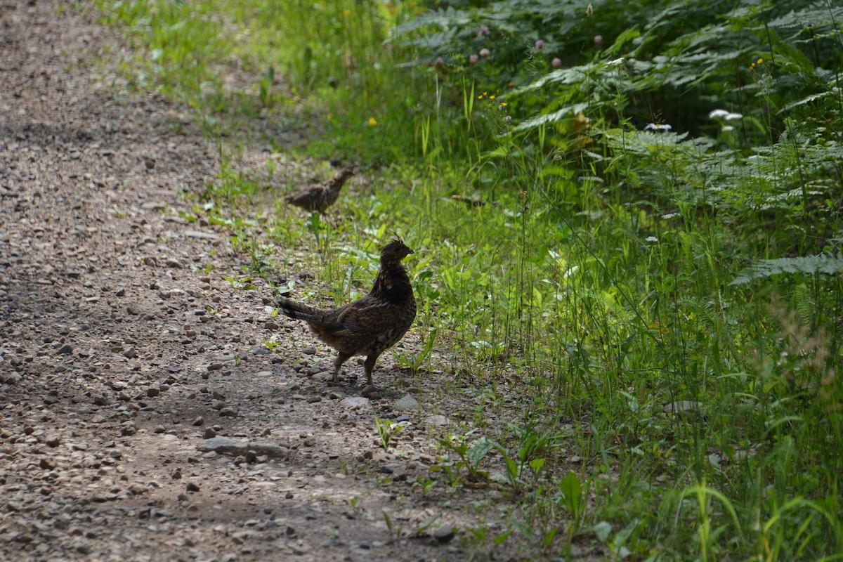 Ruffed Grouse - ML647764661
