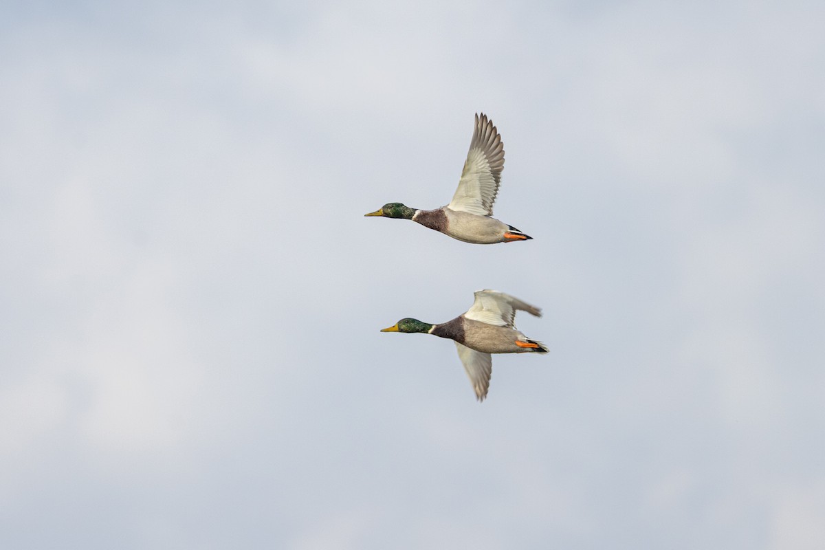 Basahatea - ML647764665