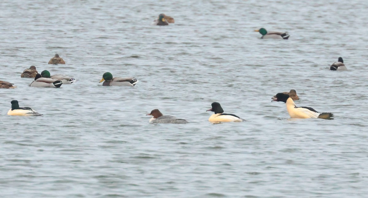 Zerra handia - ML647764666