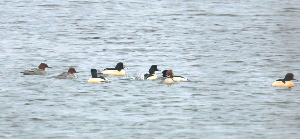 Zerra handia - ML647764667