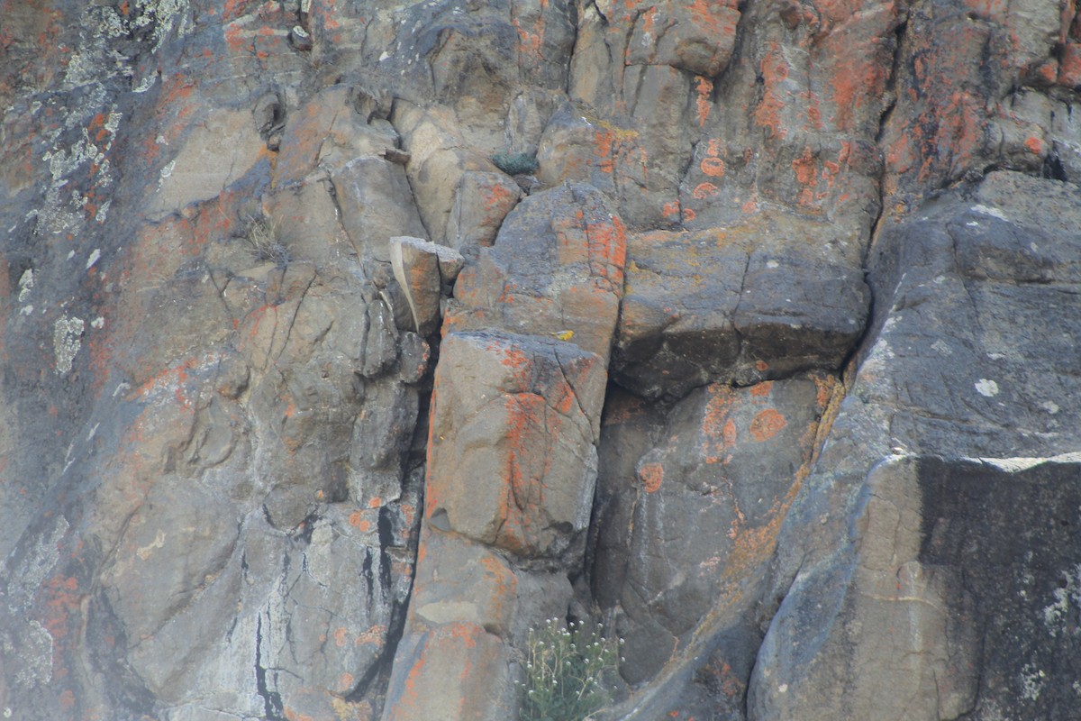 Greater Yellow-Finch - ML647764669