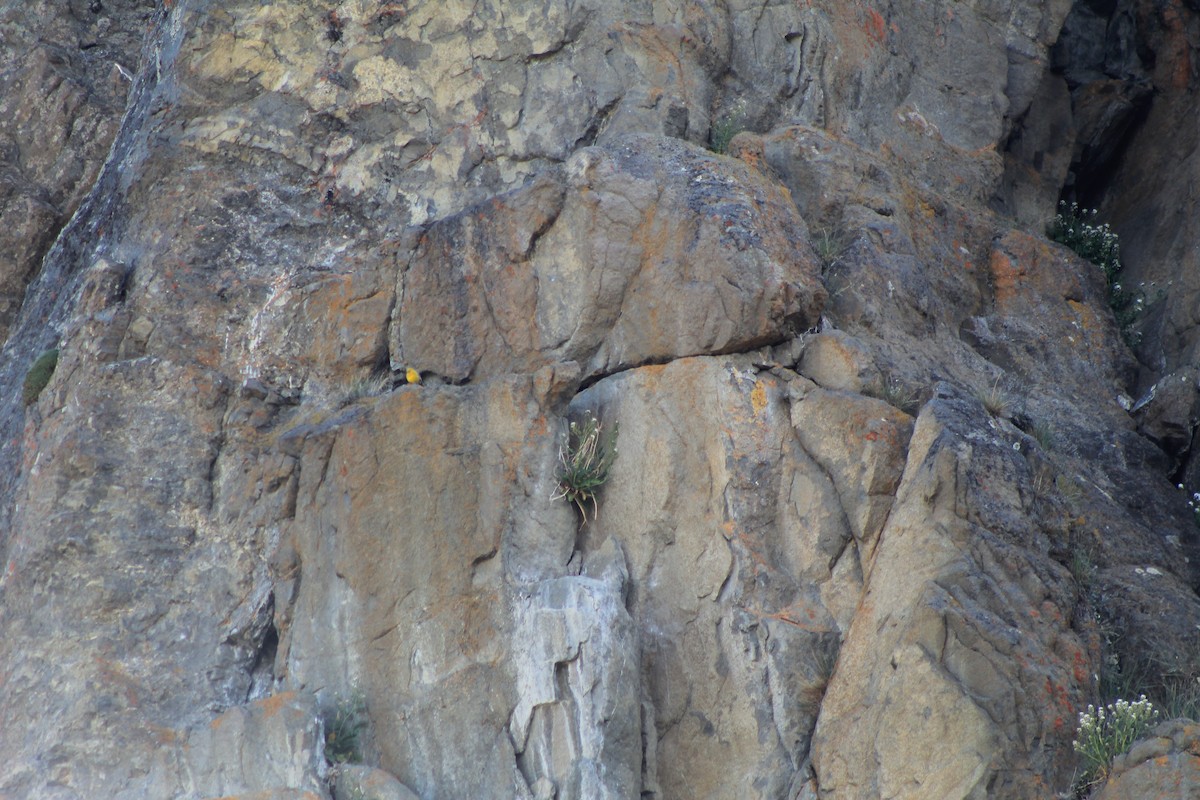 Greater Yellow-Finch - ML647764670