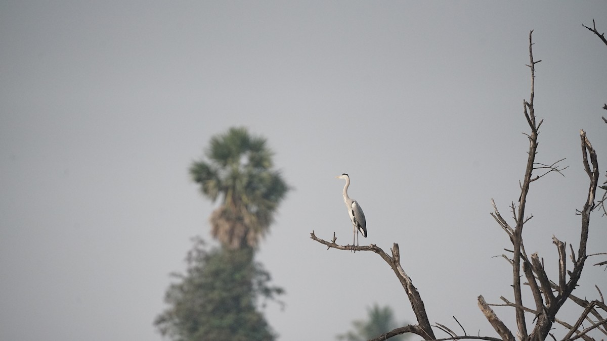 Koartza hauskara - ML647764672