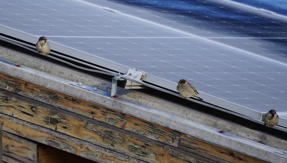 Etxe-txolarrea - ML647764675