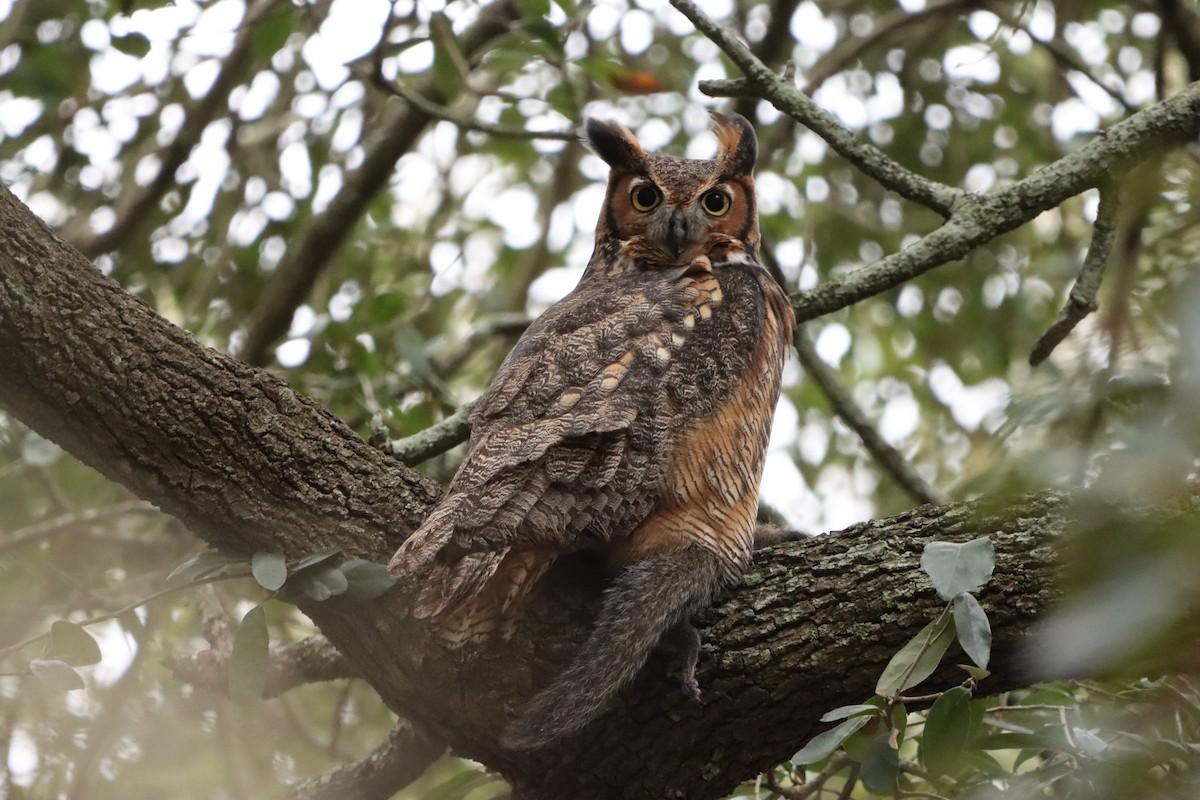 Hontz virginiarra - ML647764676