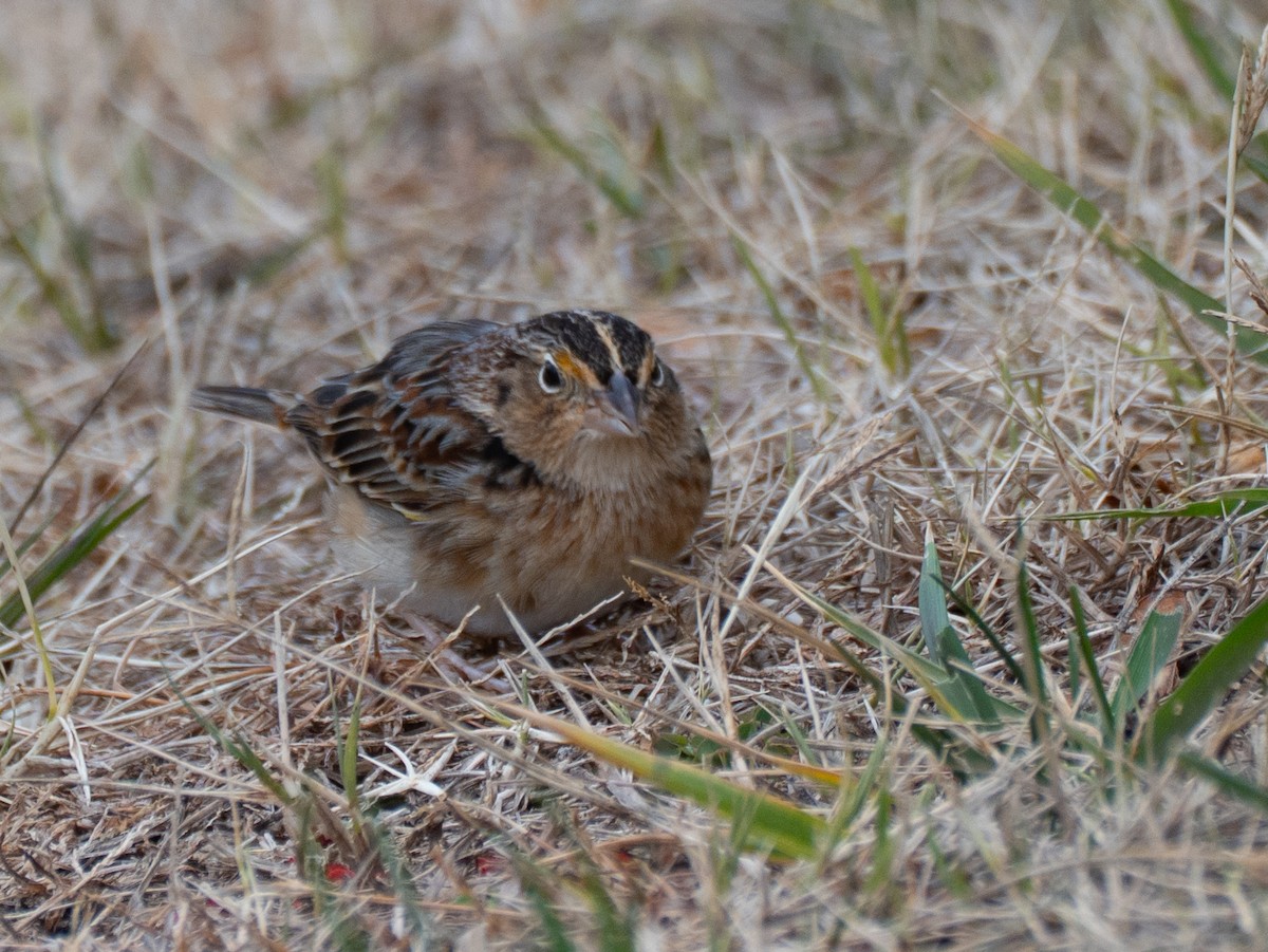 Grasshopper Sparrow - ML647764677