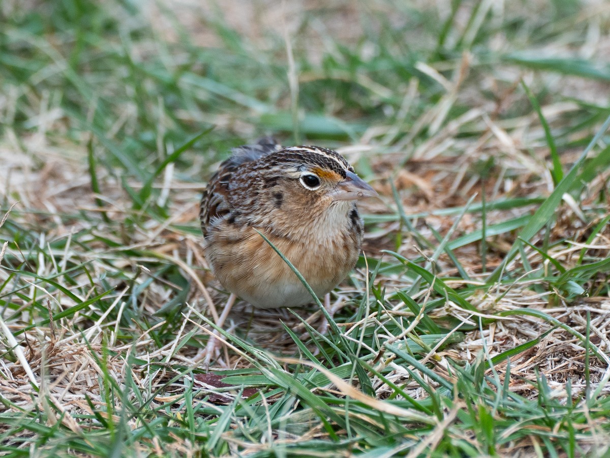 Grasshopper Sparrow - ML647764678