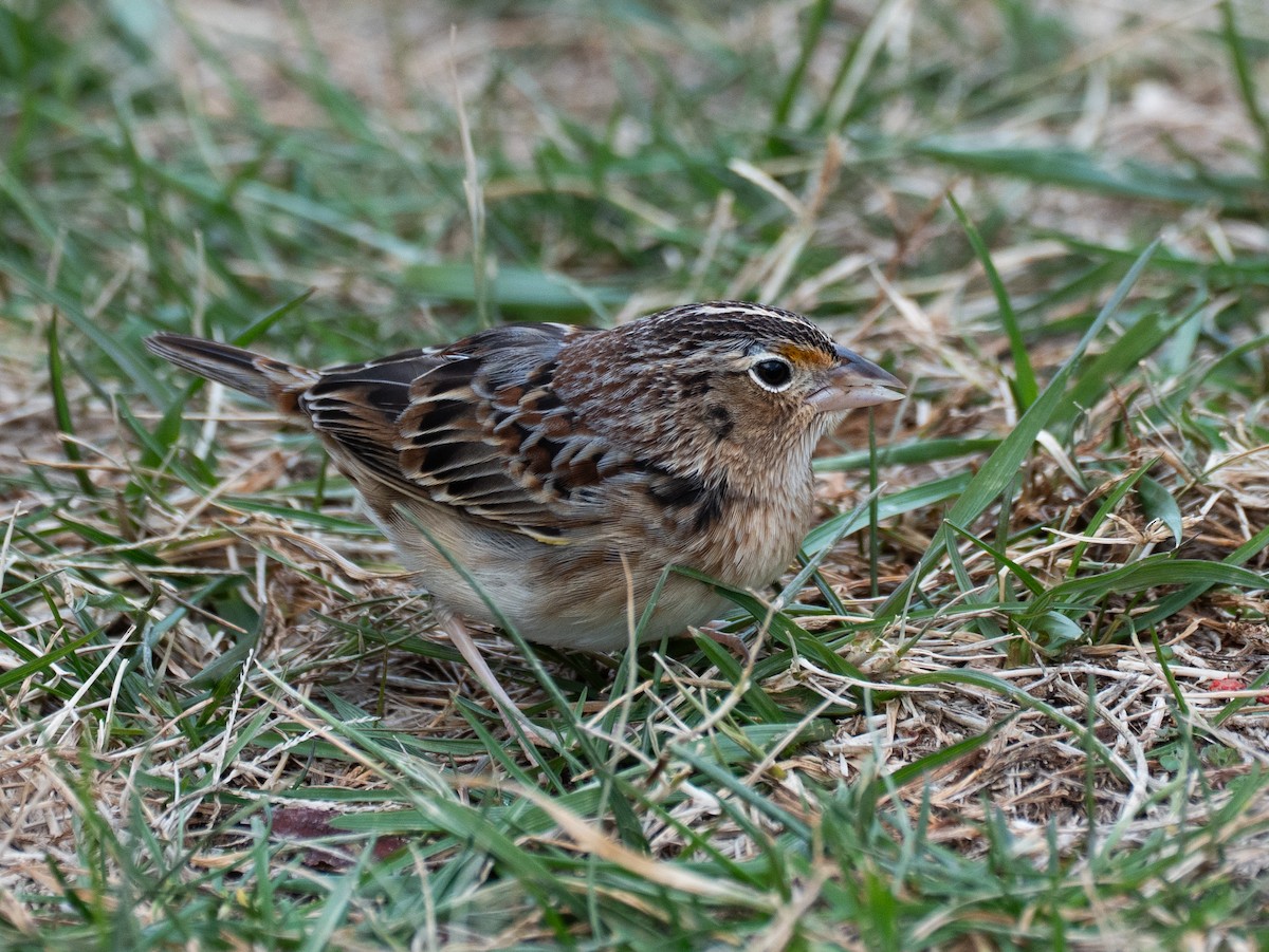 Grasshopper Sparrow - ML647764679