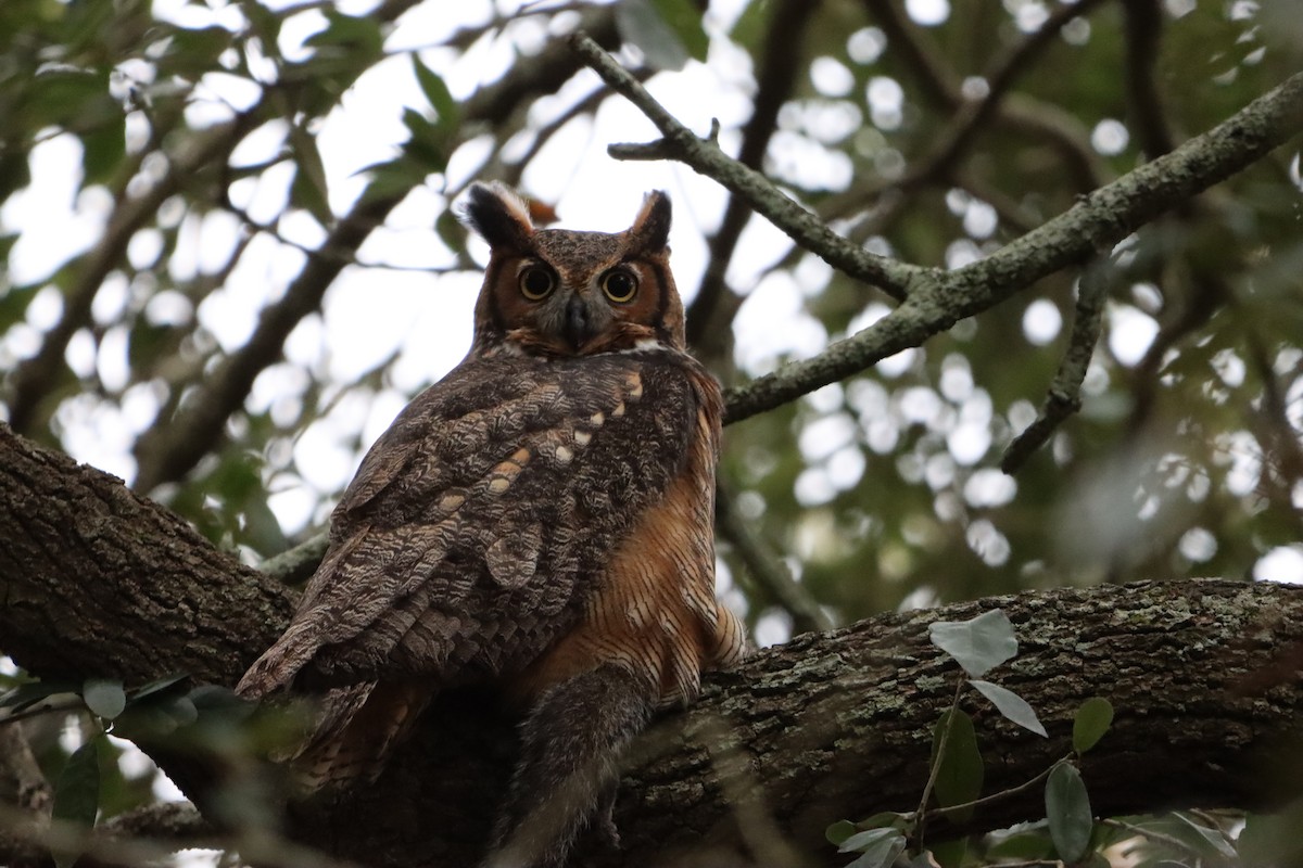 Hontz virginiarra - ML647764680