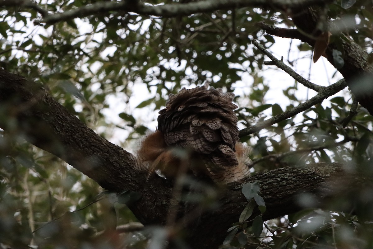 Hontz virginiarra - ML647764682