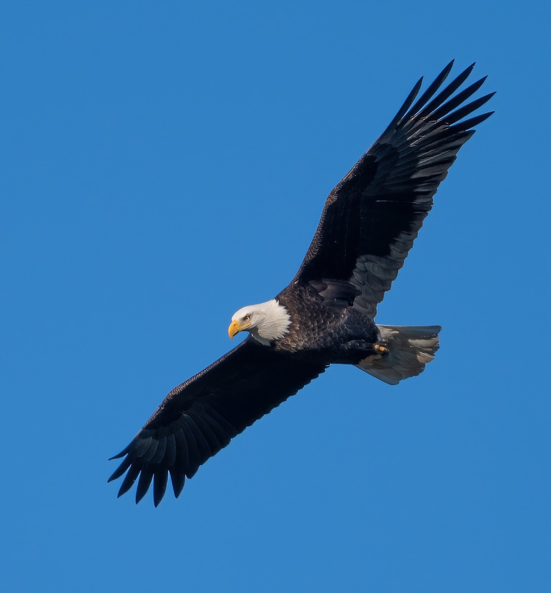 Itsas arrano buruzuria - ML647764686