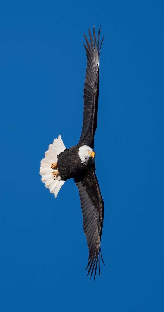 Itsas arrano buruzuria - ML647764689