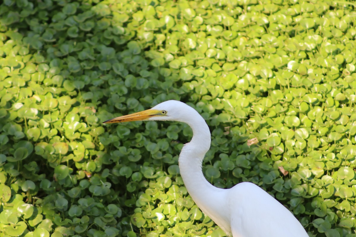 Koartza zuria - ML647764704