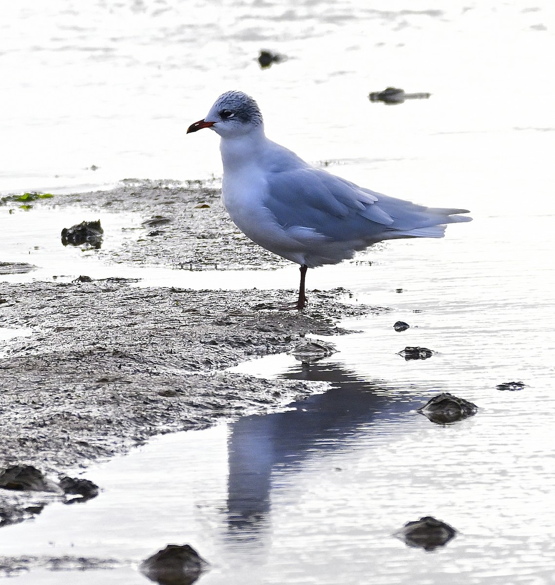 Mediterranean Gull - ML647764712