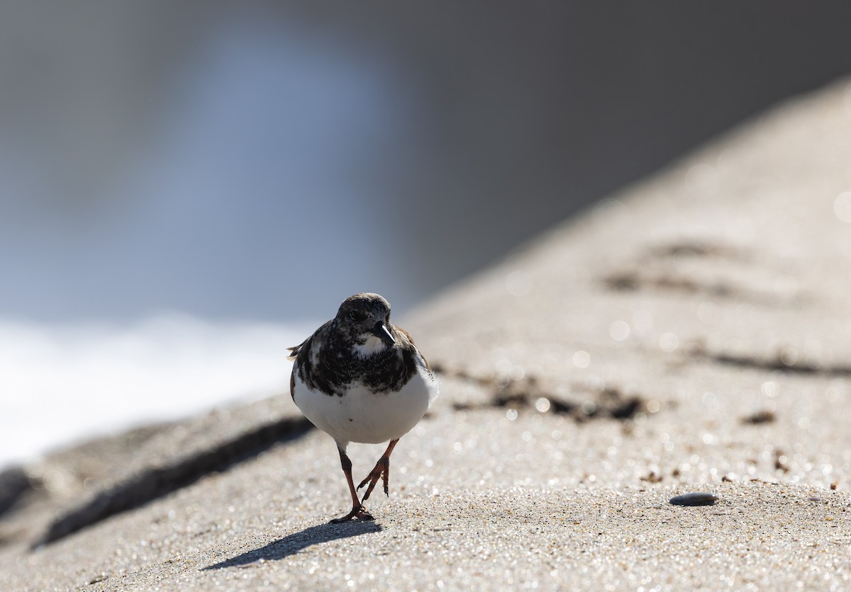 Harri-iraulari arrunta - ML647764715