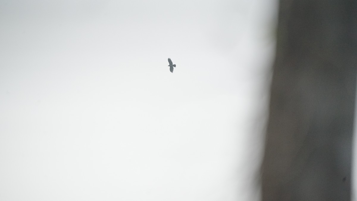 Liztorjale ekialdetarra - ML647764717