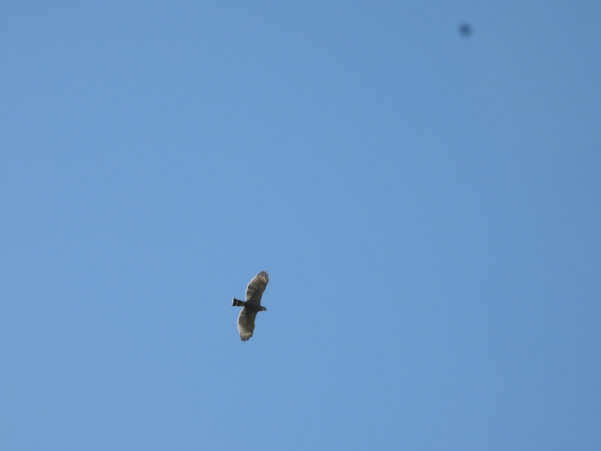 Gray-lined Hawk - ML647764725