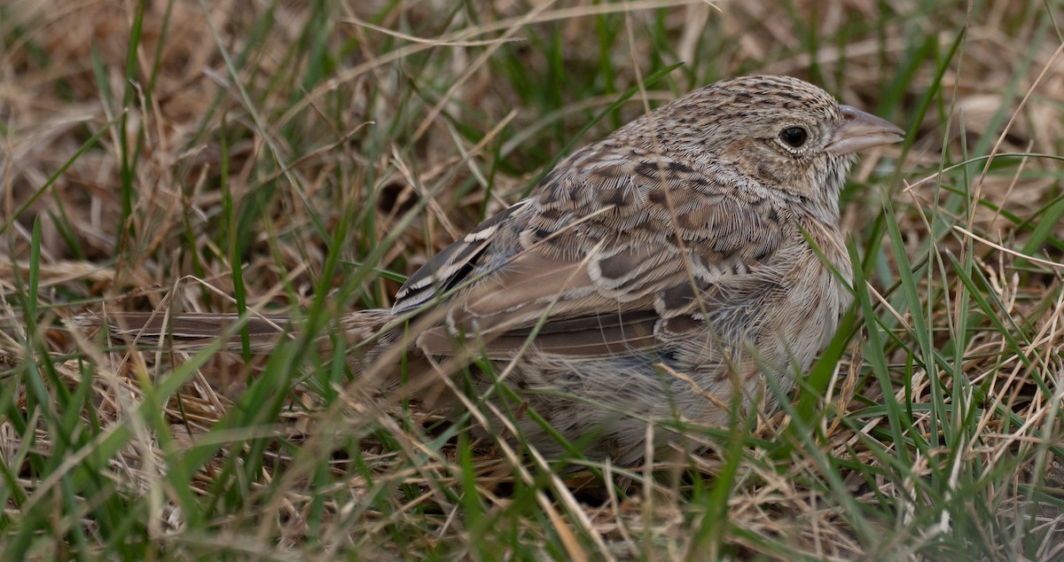 Cassin's Sparrow - ML647764732