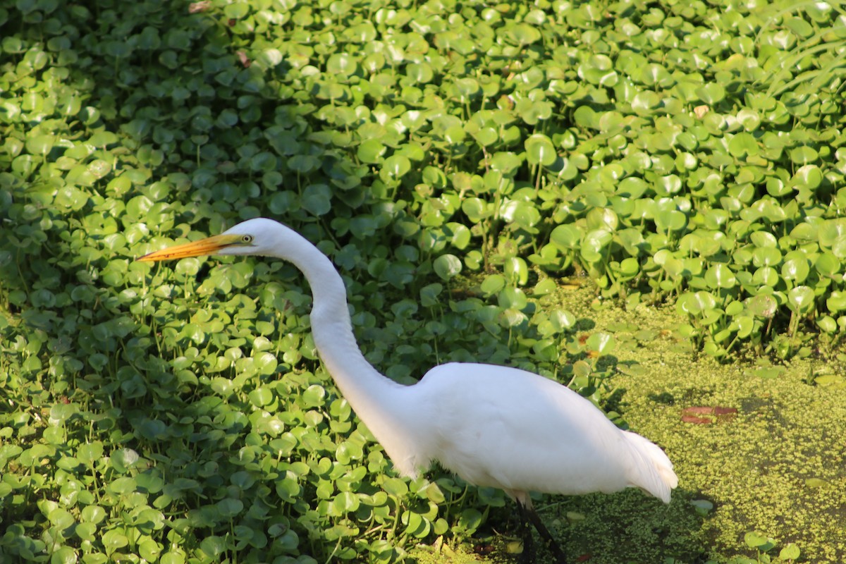 Koartza zuria - ML647764737