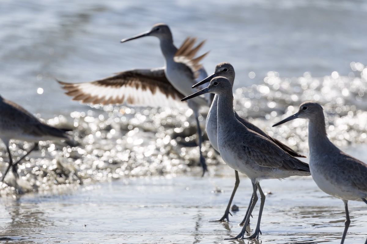 Kuliska erdipalmatua - ML647764741