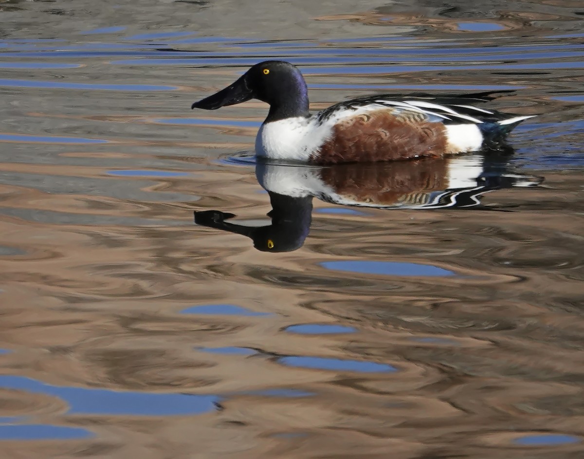 skjeand - ML647764750