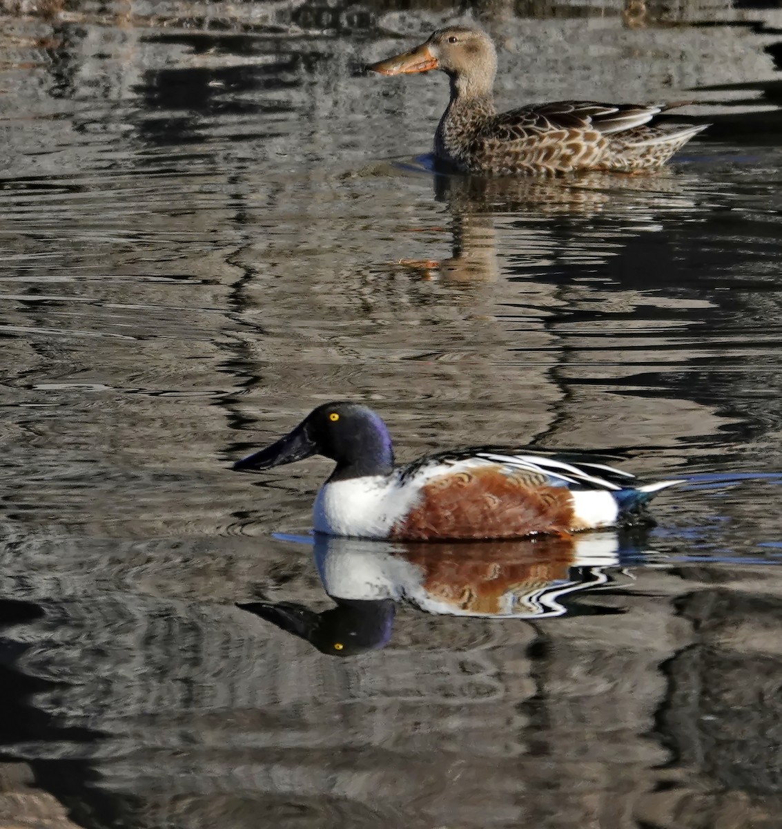 skjeand - ML647764751