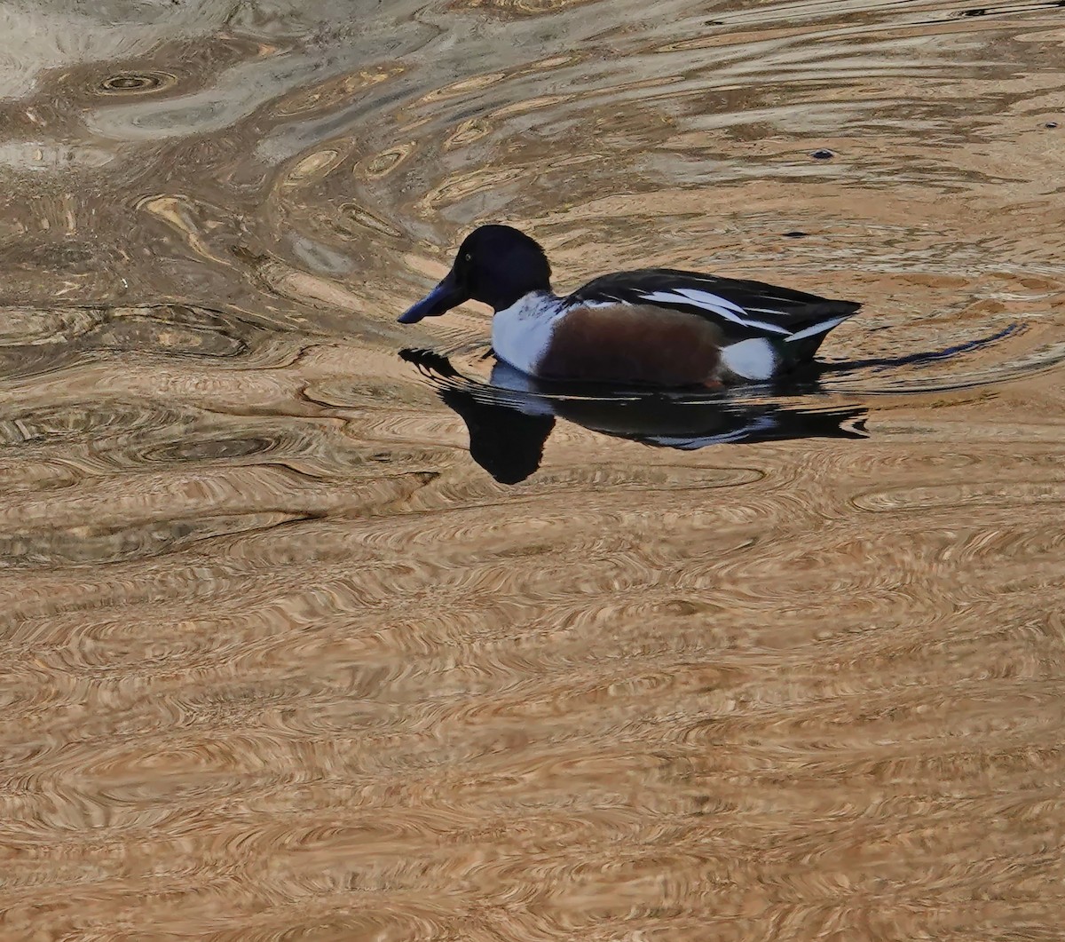 skjeand - ML647764752