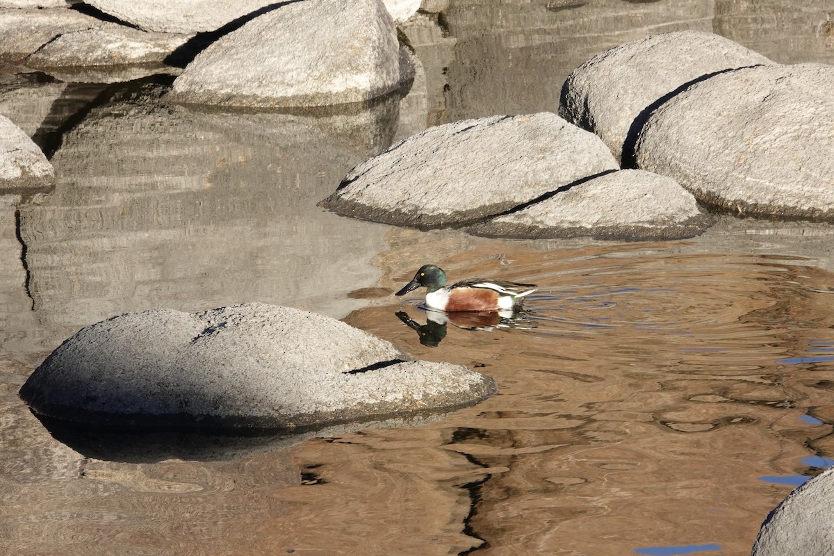 skjeand - ML647764754