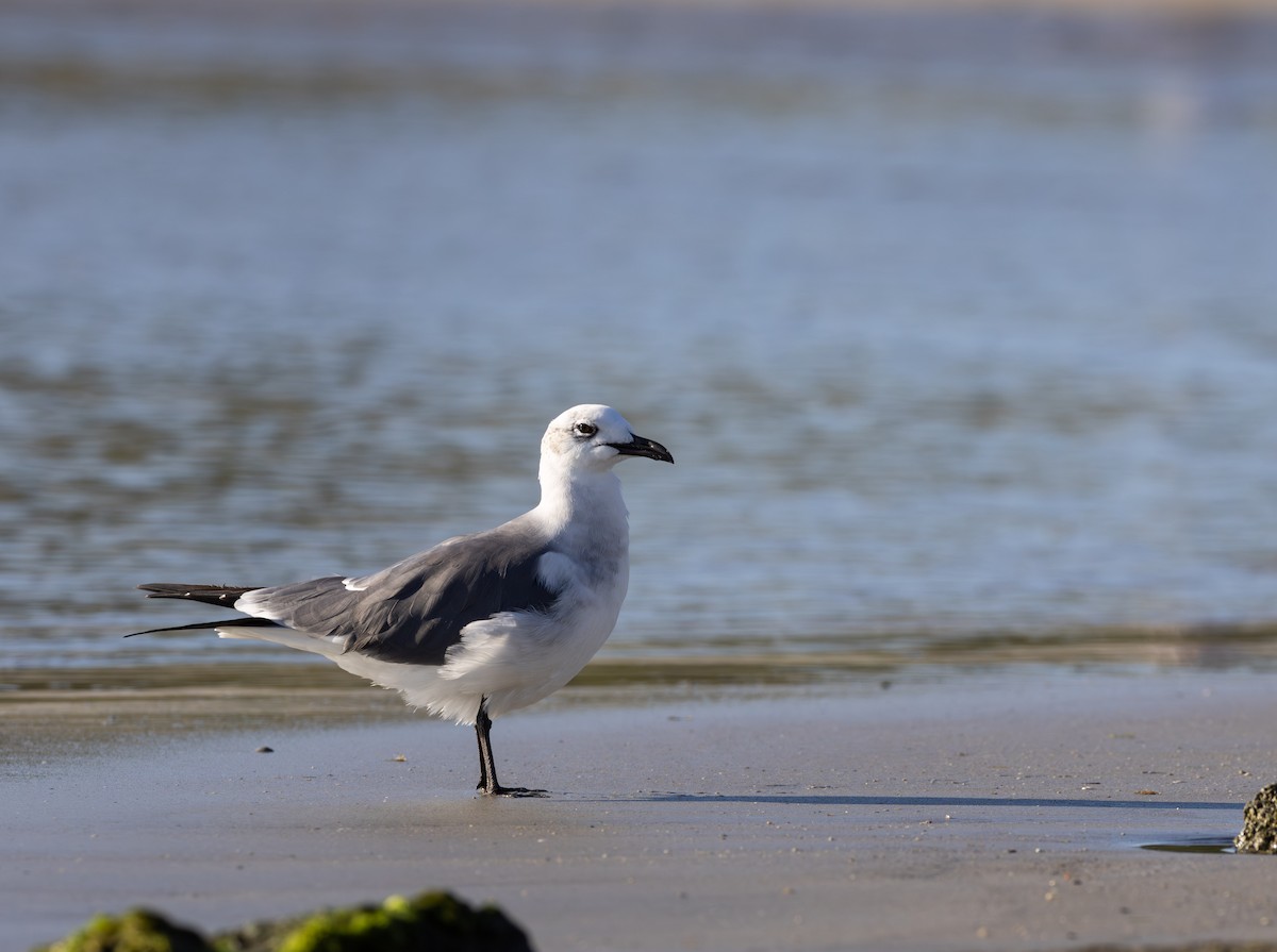 ワライカモメ - ML647764756