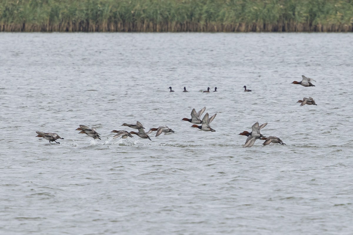 Common Pochard - ML647764787