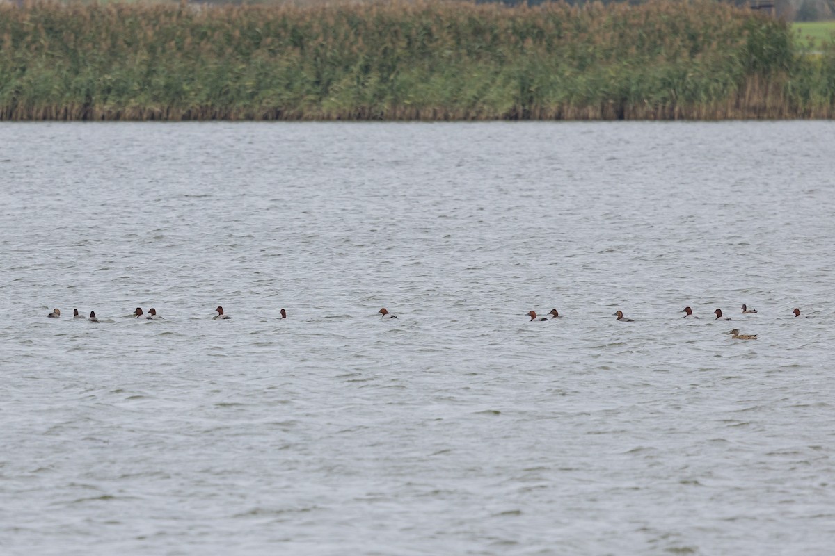Common Pochard - ML647764790