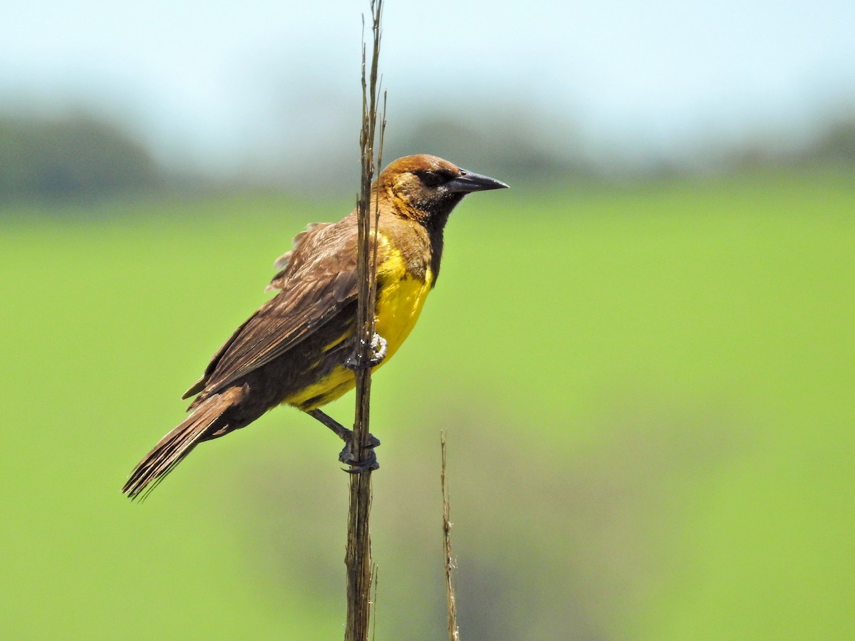 Brown-and-yellow Marshbird - ML647764816