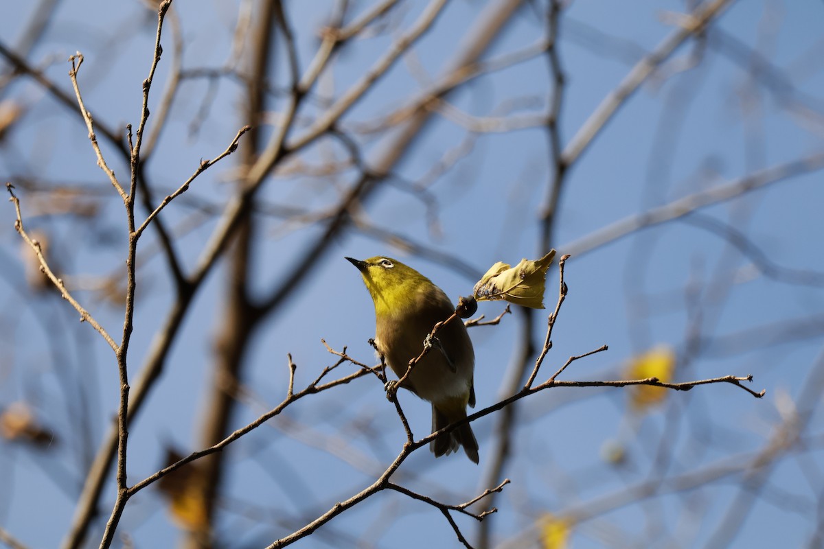 Окулярник японський - ML647764823