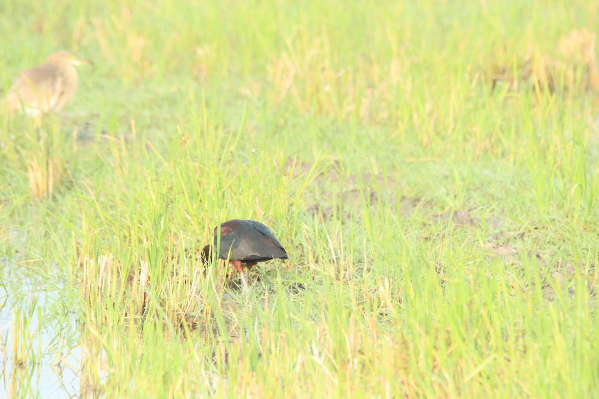 Glossy Ibis - ML647764862