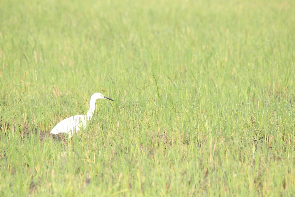 Little Egret - ML647764877