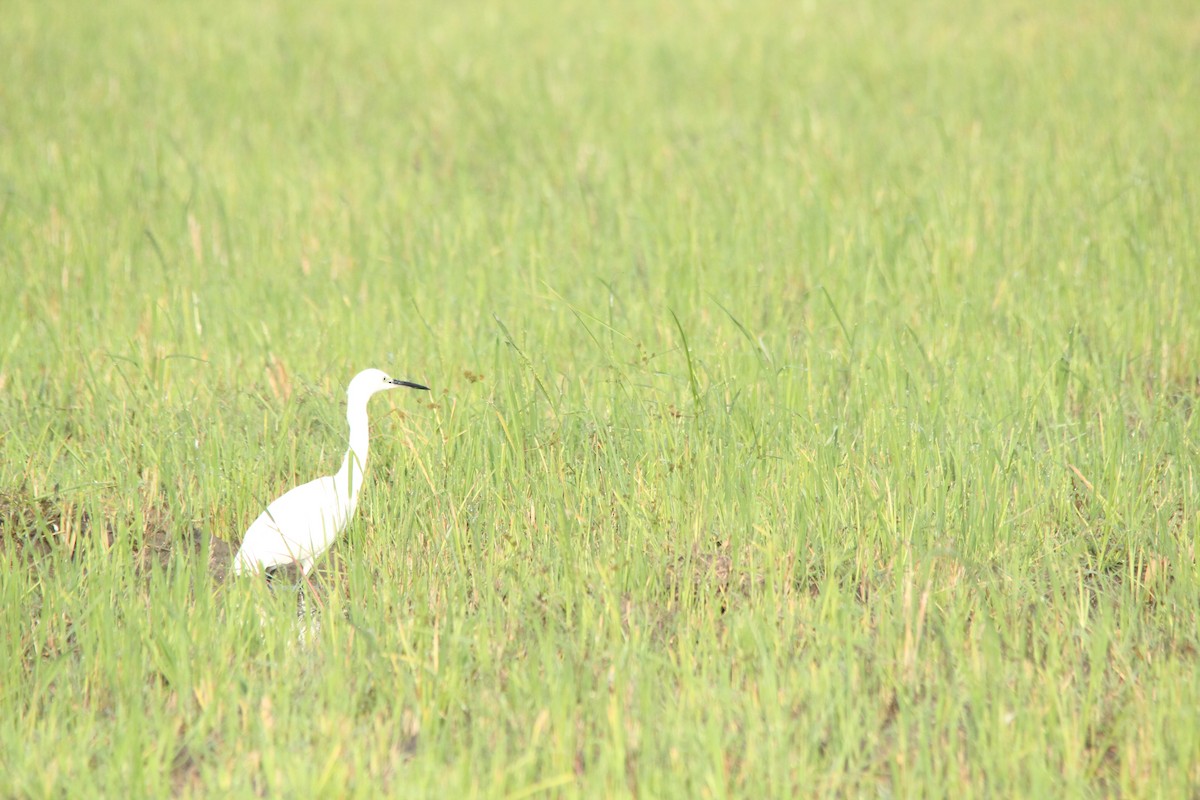 Little Egret - ML647764878