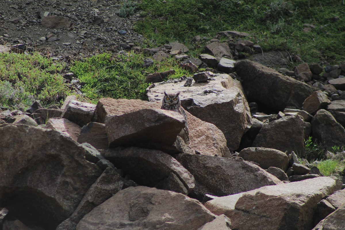 Lesser Horned Owl - ML647764899