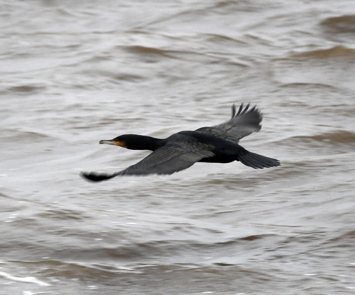 Great Cormorant - ML647764900
