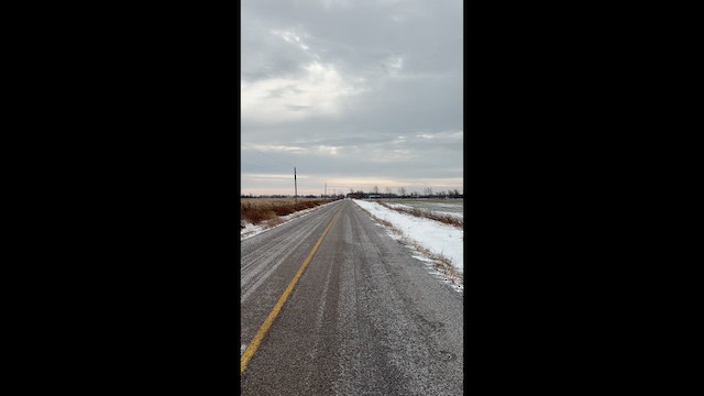 Snow Bunting - ML647764901