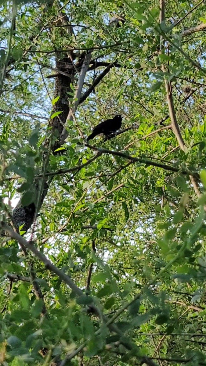 Solitary Black Cacique - ML647764902