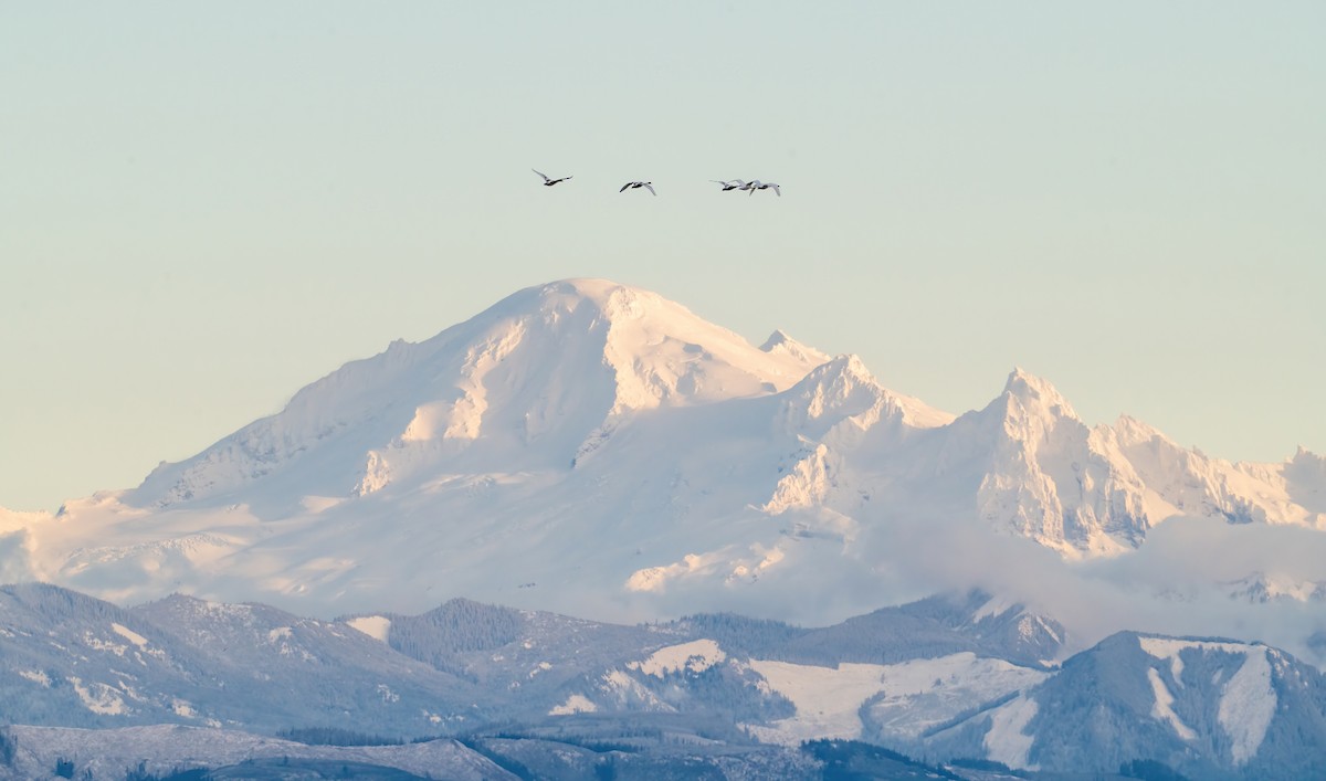 Trumpeter Swan - ML647764904