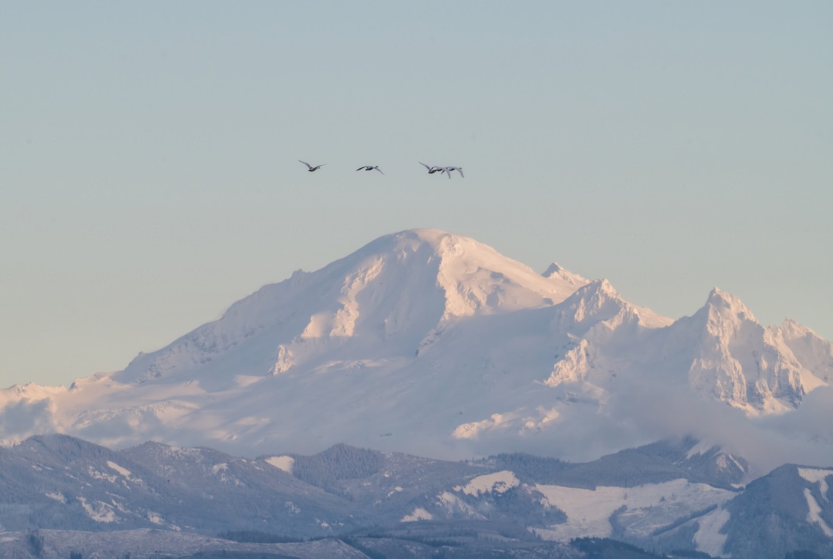 Trumpeter Swan - ML647764905