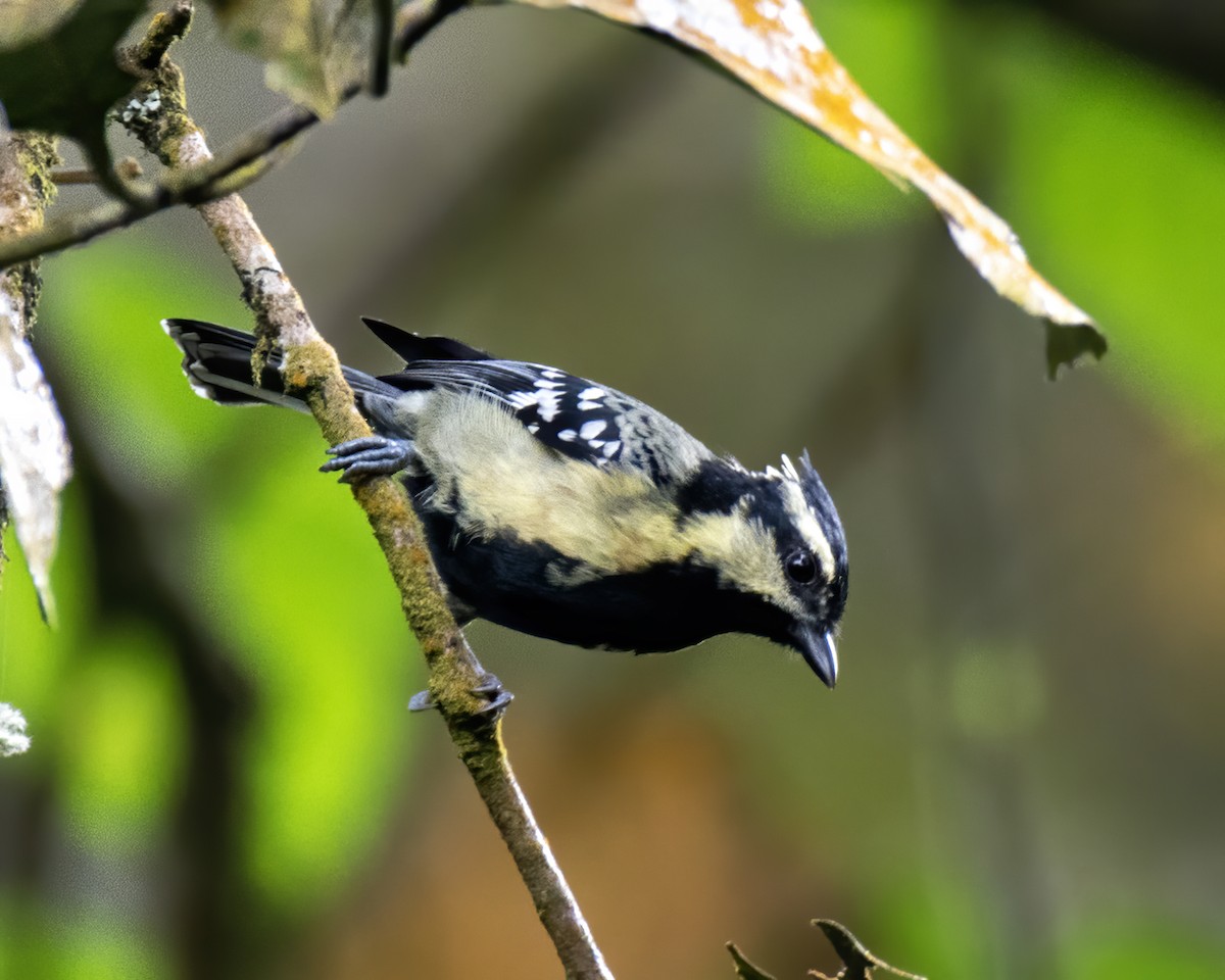 Indian Yellow Tit - ML647764906