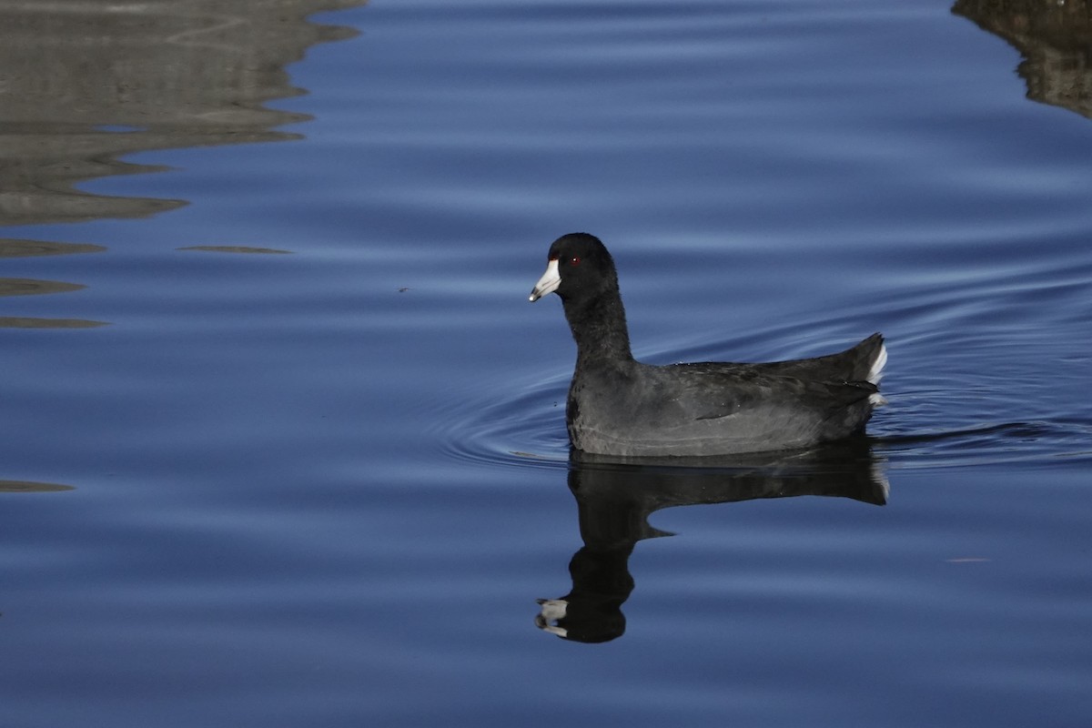 American Coot - ML647764908