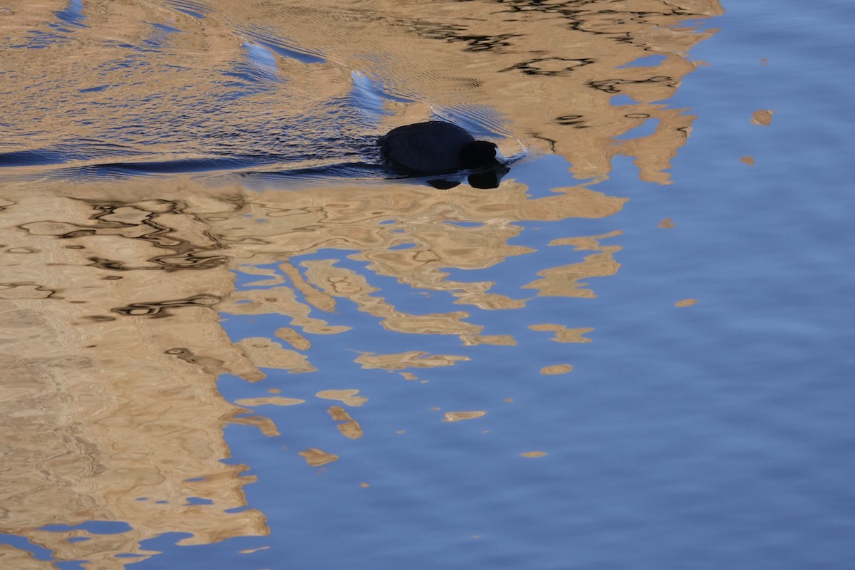 American Coot - ML647764909