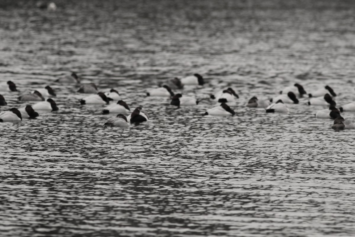 Canvasback - ML647764910