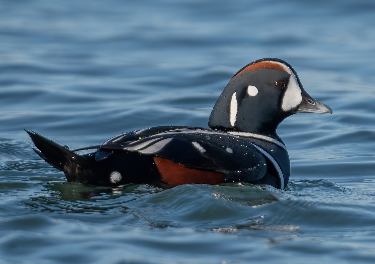 Harlequin Duck - ML647764911