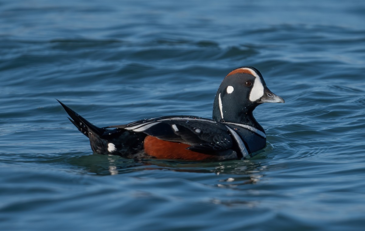 Harlequin Duck - ML647764912