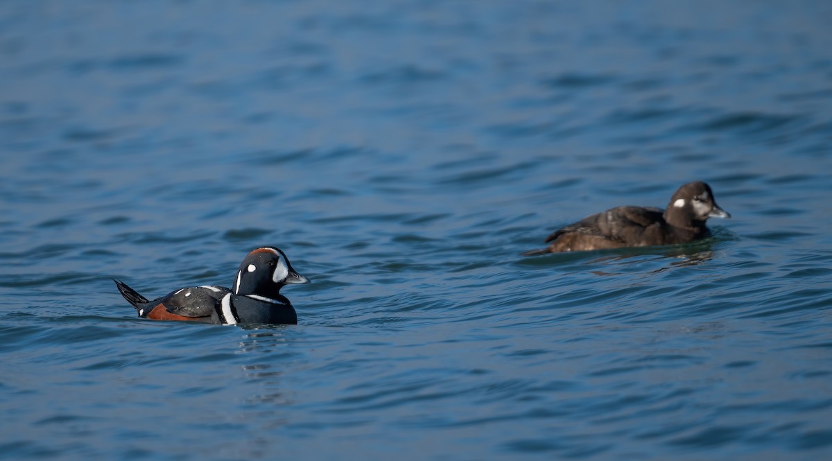 Harlequin Duck - ML647764913